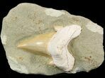 Otodus Shark Tooth Fossil - Mounted On Sandstone #48864-1